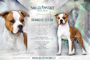 Diamond Gleam Shelbyamstaff