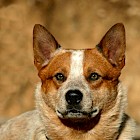 Australský honácky pes-image