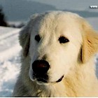 Maremmansko-abruzský pastevecký pes-image