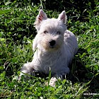 West highland white terrier-image