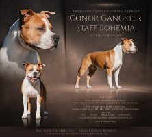 Conor Gangster Staff Bohemia