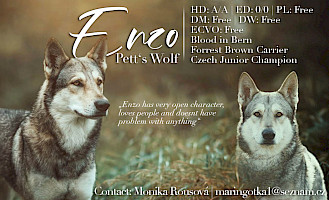 Enzo Pett´s Wolf