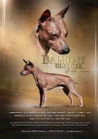 Daimony Olli Wer A. Ha. Terrier